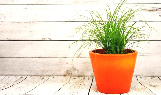 今日のラッキーアイテム「植木鉢」