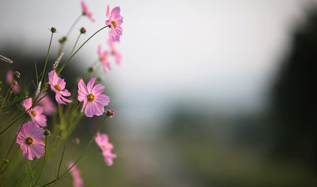 今日のラッキーアイテム「花」