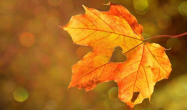 今日のラッキーアイテム「紅葉」