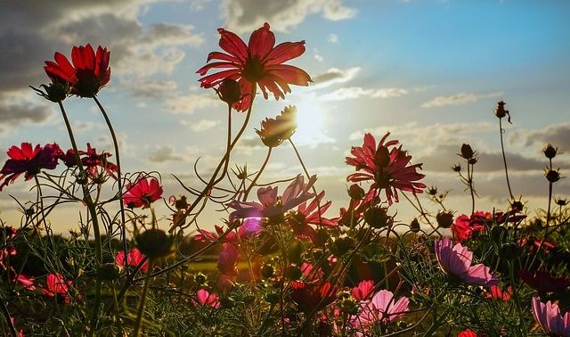 今日のラッキーアイテム「季節の花」