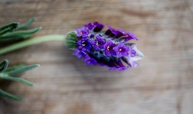 今日のラッキーアイテム「花」